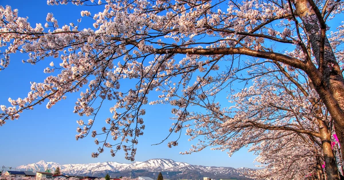 🇯🇵 Niigata